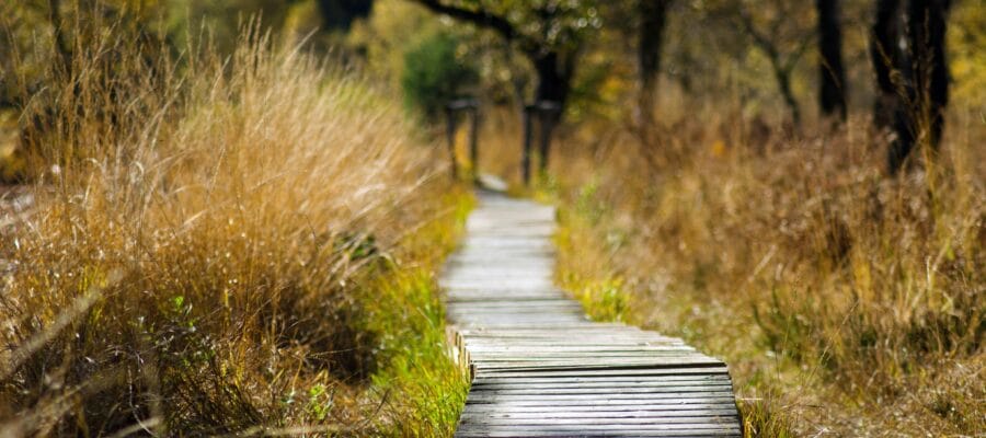 Wooden Bridge in Shallow Photo
