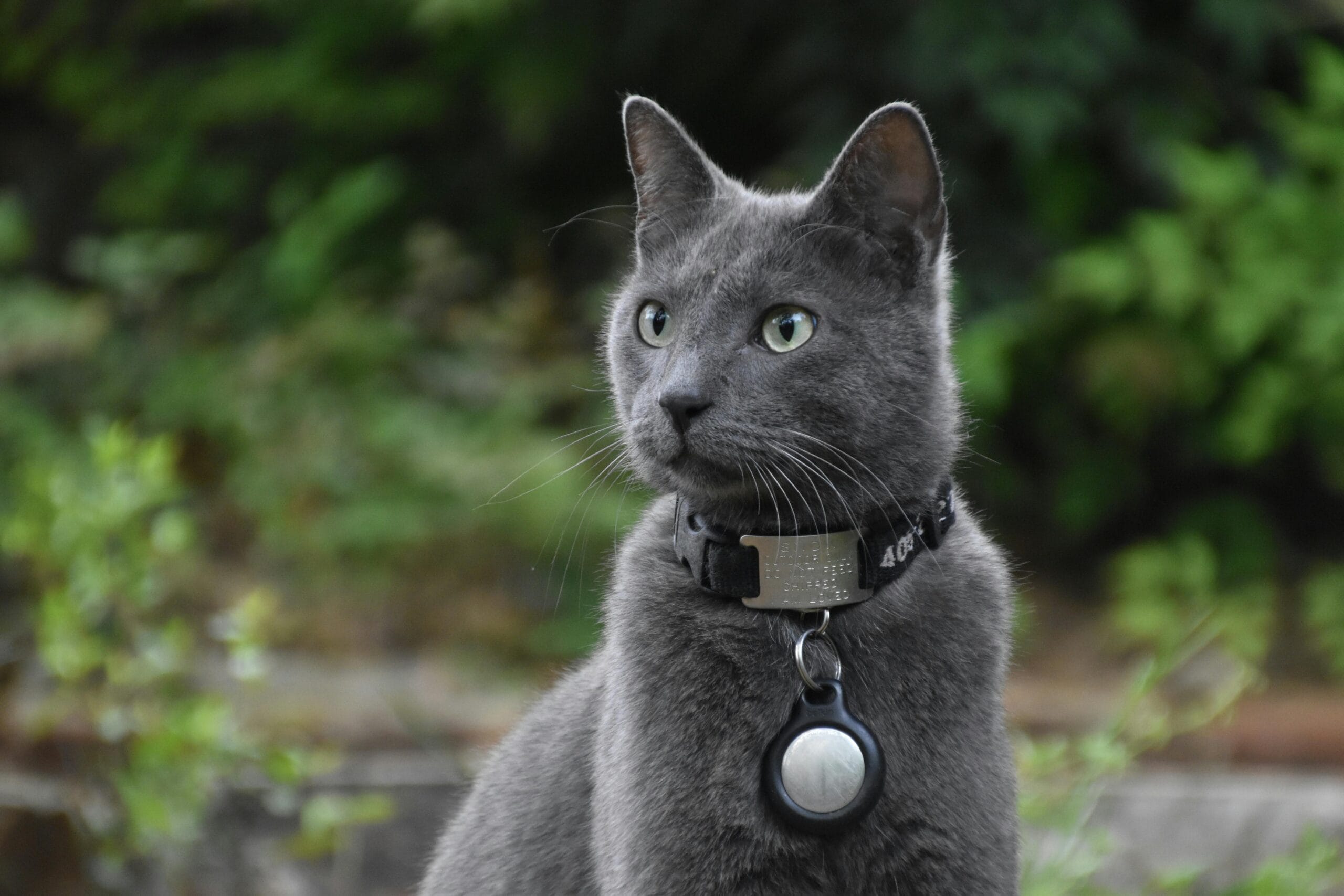 Cat with AirTag